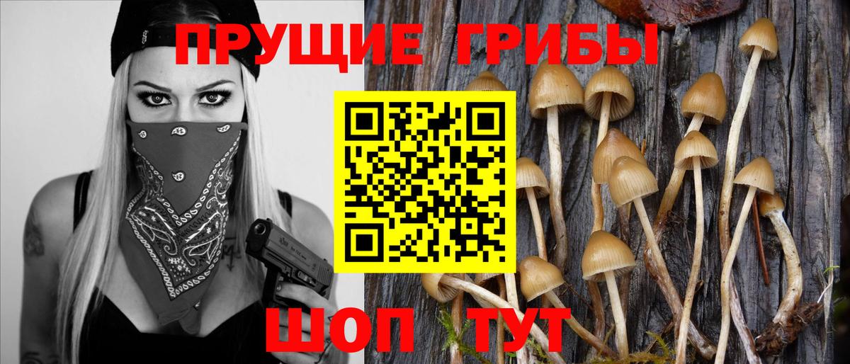 Чехов  Галлюциногенные грибы Psilocybe  Вход с VPN 
